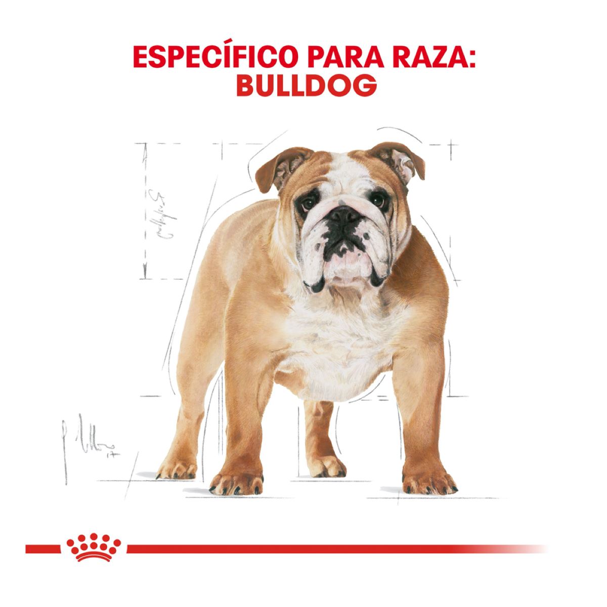 Royal canin, BHN, Bulldog Adult