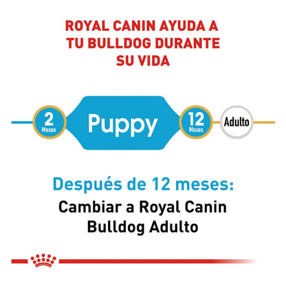 Royal canin. BHN, Bulldog Puppy