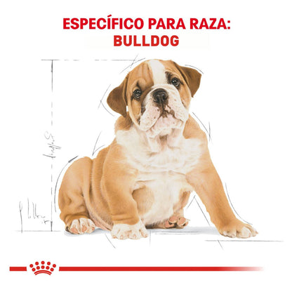 Royal canin. BHN, Bulldog Puppy