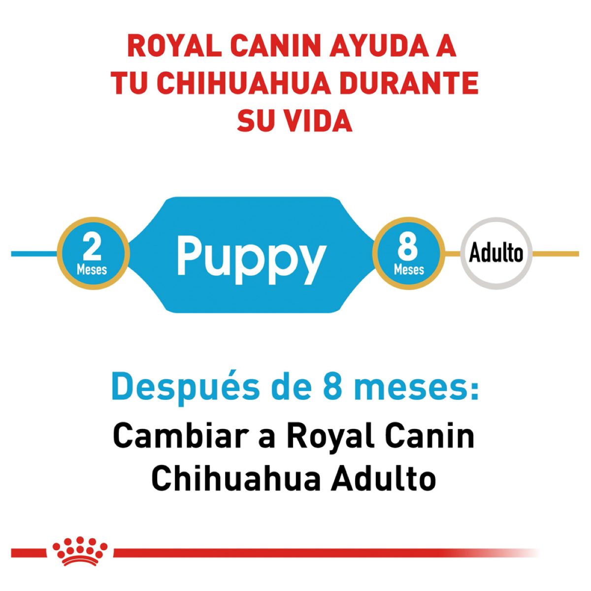 Royal canin, BHN, Chihuahua Puppy