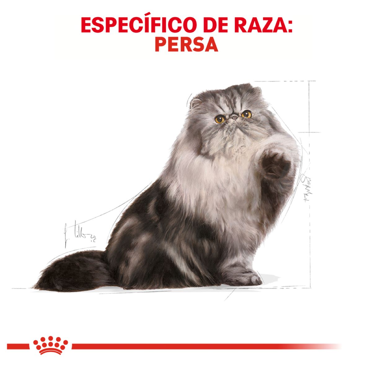 Royal canin, FBHN, Persian Adult