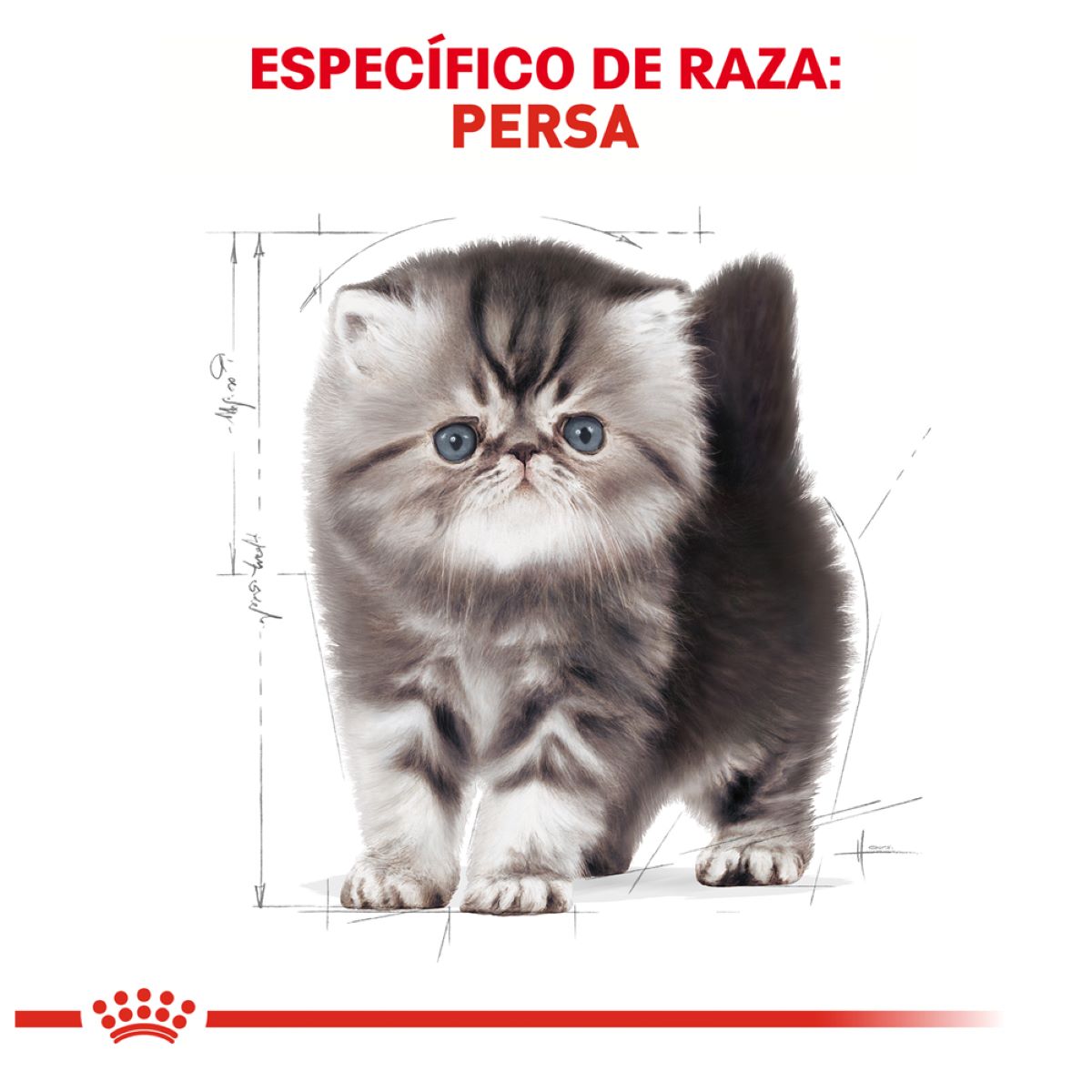 Royal canin, FBHN, Persian Kitten