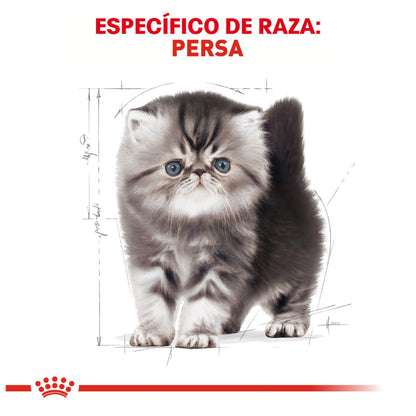 Royal canin, FBHN, Persian Kitten