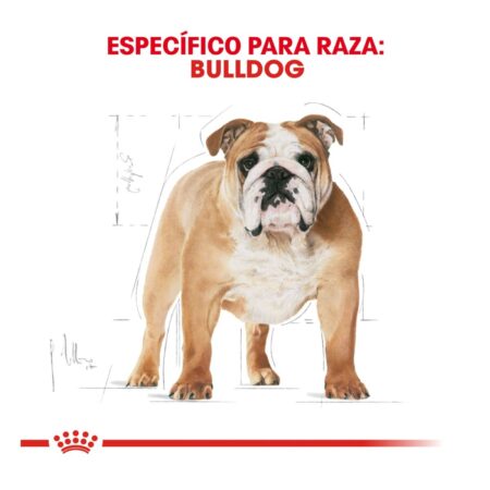 Royal canin, BHN, Bulldog Adult - Imagen 3