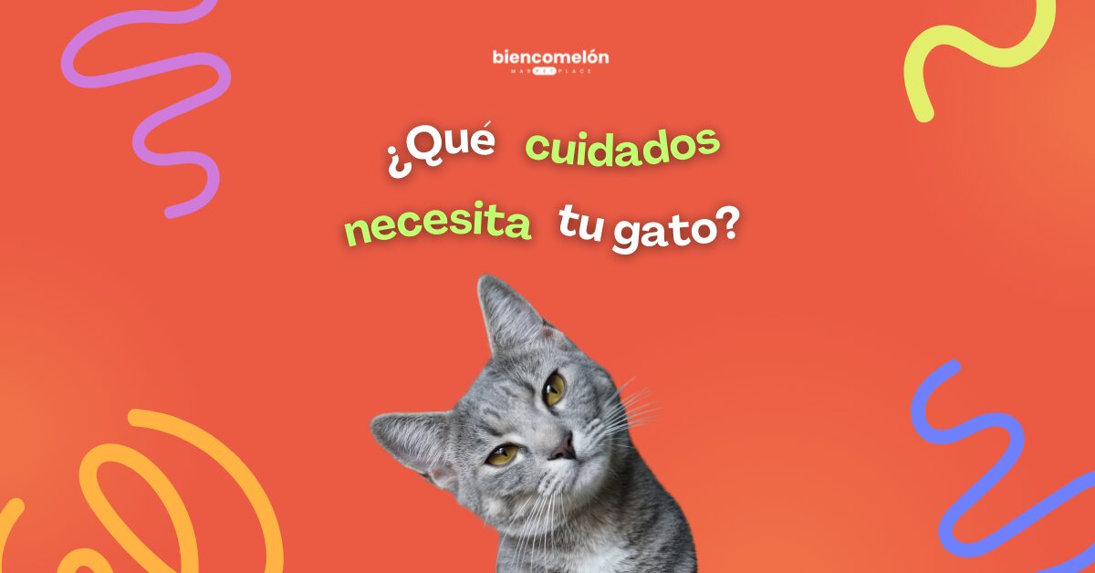 cuidados de gato