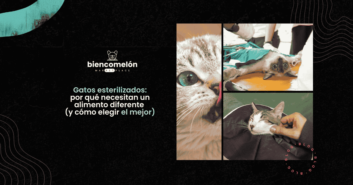 Gatos esterilizados