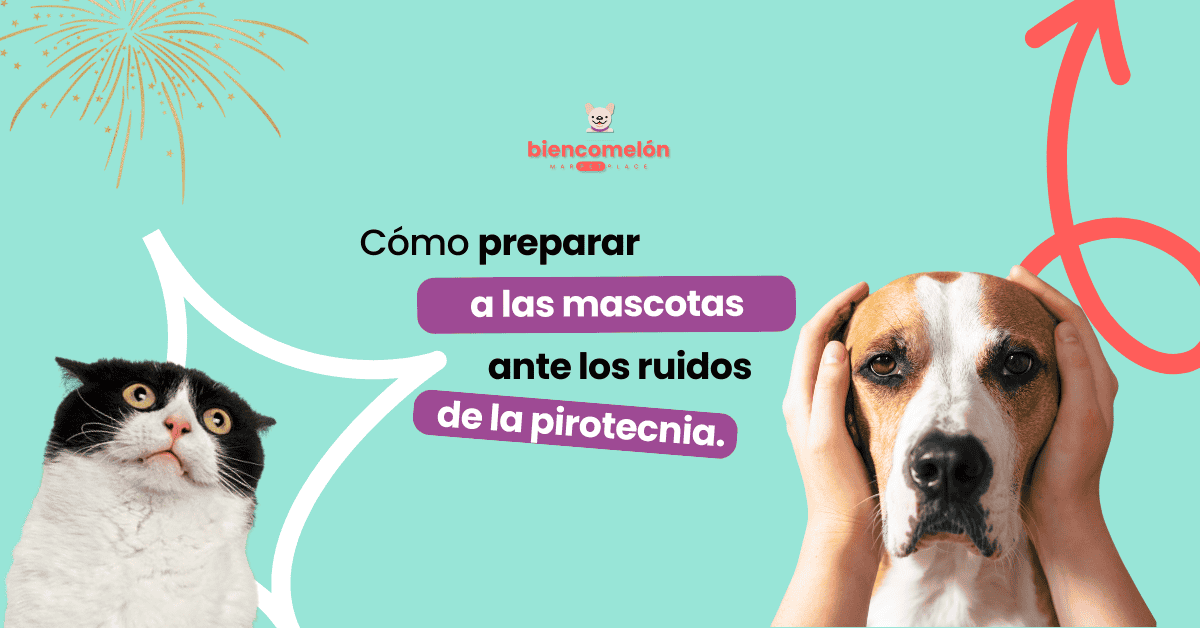 Cómo preparar a las mascotas ante los ruidos de la pirotecnia