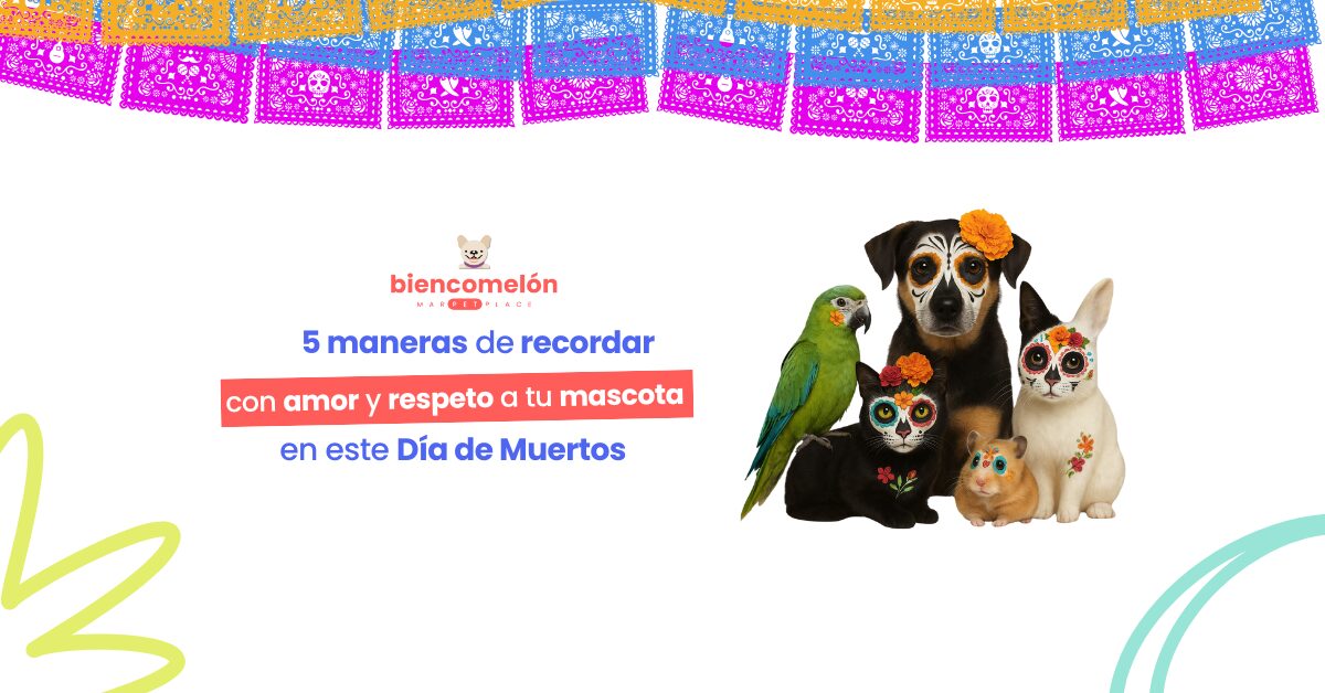 5 maneras de recordar con amor y respeto a tu mascota en este Día de Muertos