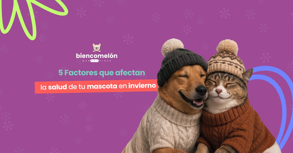 5 Factores que afectan la salud de tu mascota en invierno